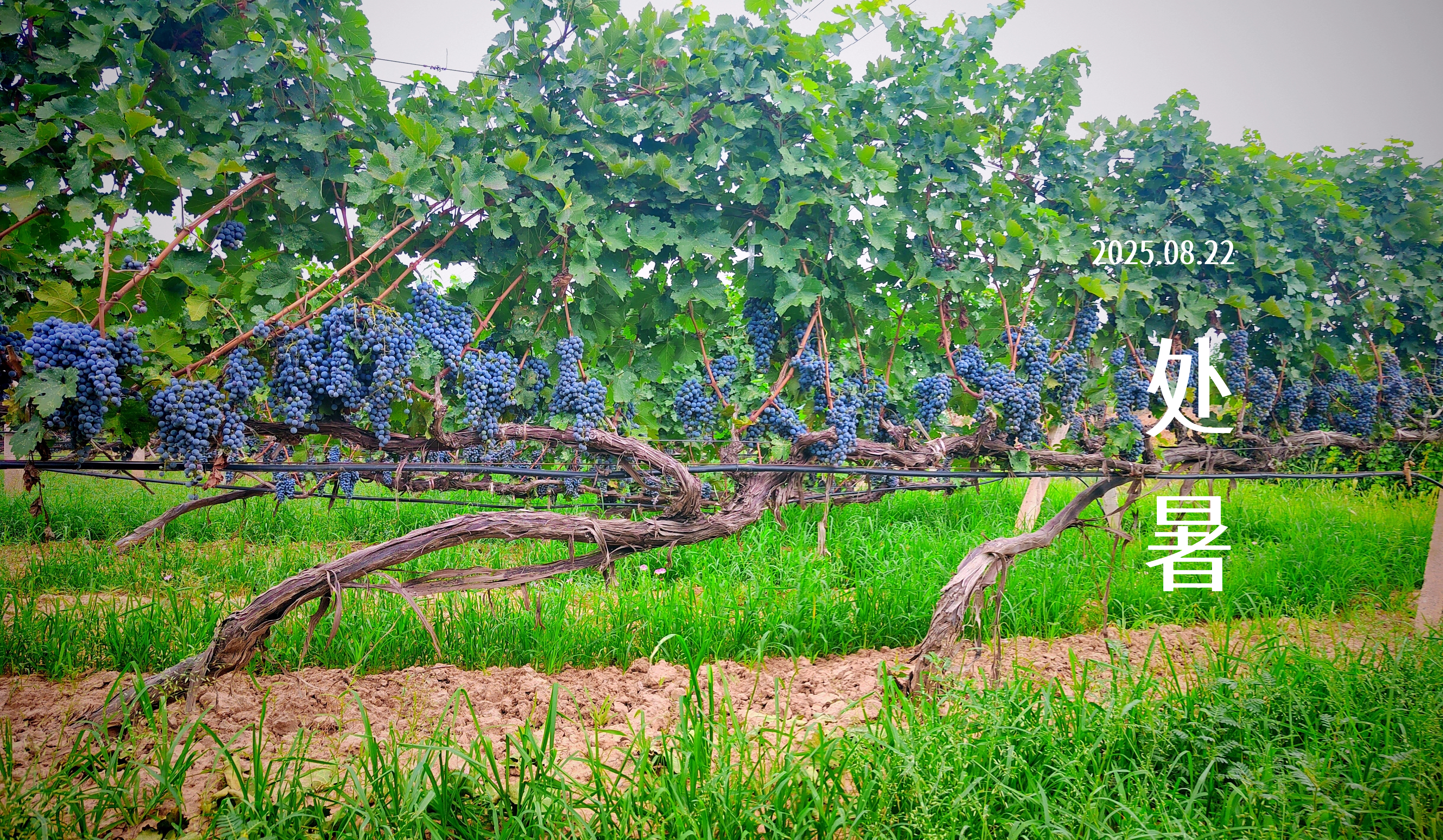 處暑||佳釀迎處暑，微醺共金秋